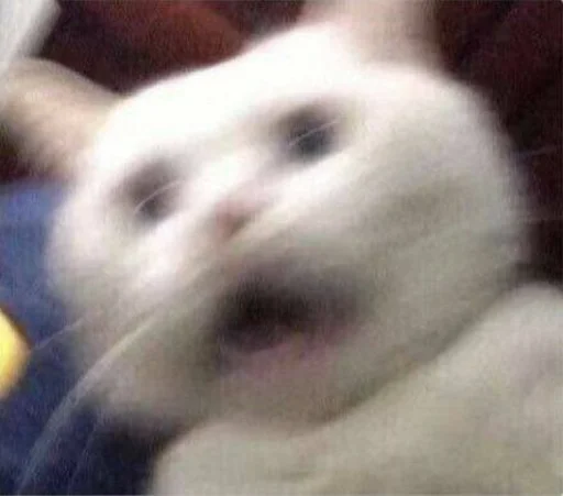 животное млекопитающее комнатный