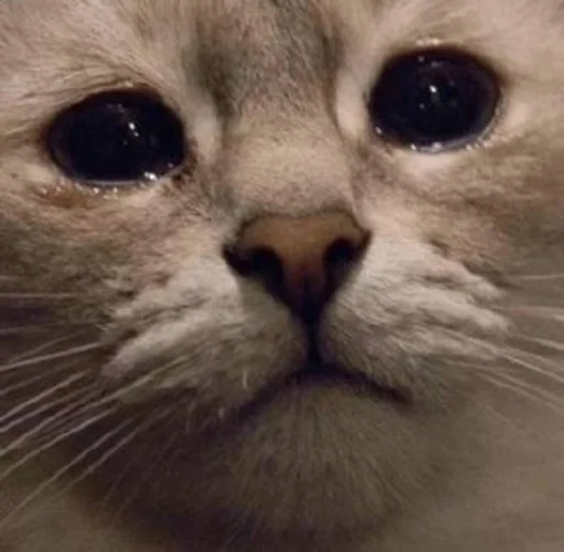 млекопитающее животное кошка