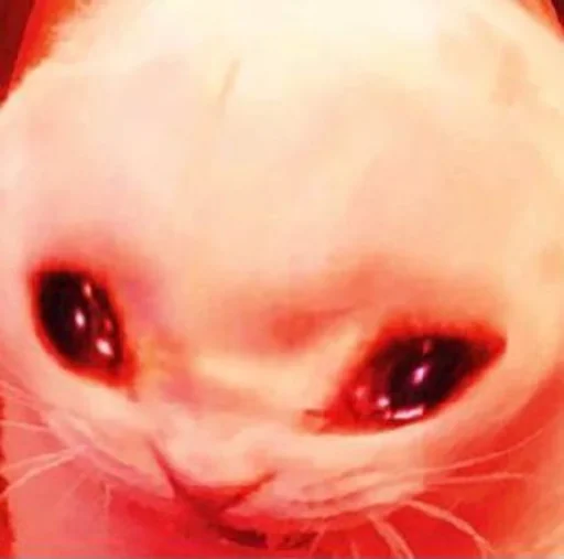 животное млекопитающее Макросъемка