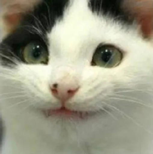 млекопитающее животное кошка