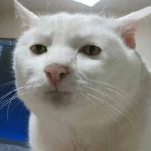 млекопитающее животное кошка