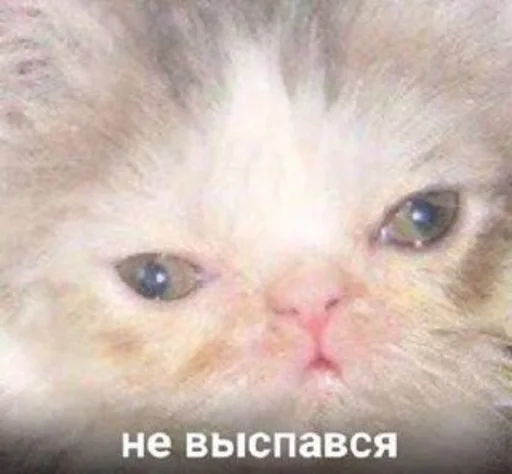 млекопитающее животное кошка