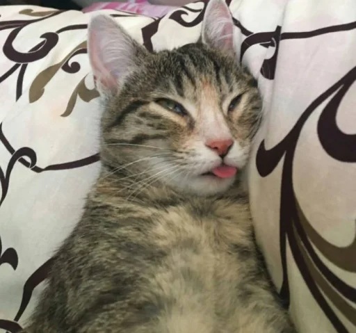 кошка млекопитающее животное