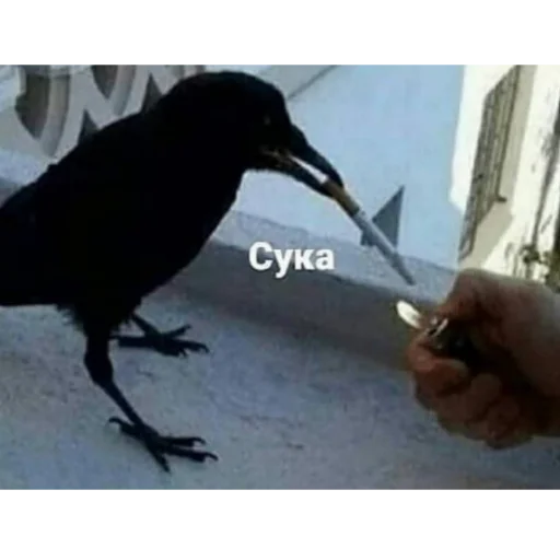 Sticker sasukedays - 1