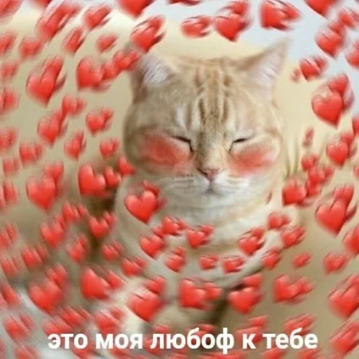 cat small to medium-sized cats felidae