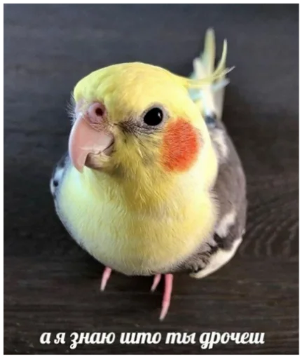 Sticker Сборник memes by @Dmitriy_DF - 4