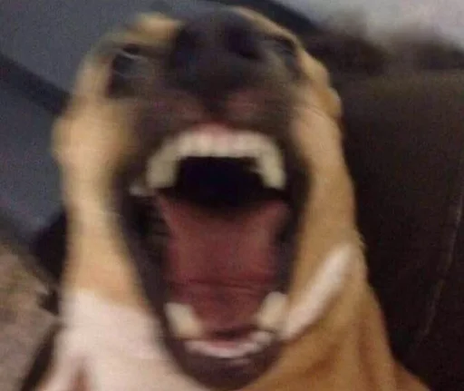 животное млекопитающее клык