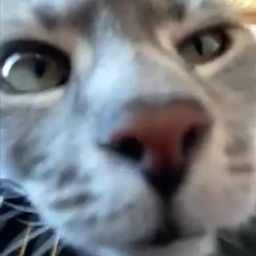 Стикер sbr_rspt - 1