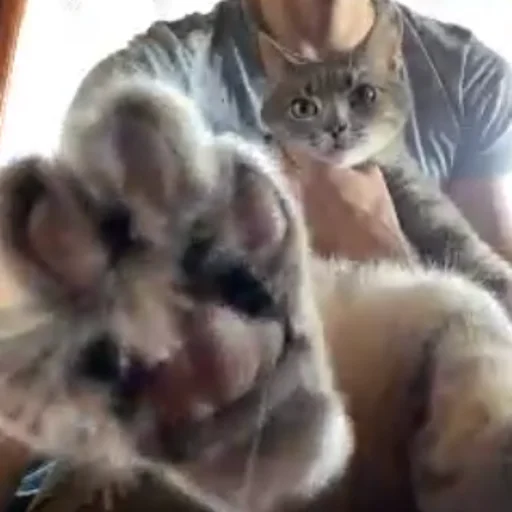 Sticker sbr_rspt - 1