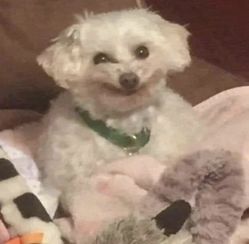 🐶 @sozdat_stikery_bot - 