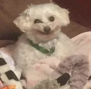 Sticker 🐶 @sozdat_stikery_bot - 0