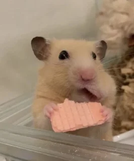 Sticker 🐶 @sozdat_stikery_bot - 7