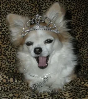 Sticker 🐶 @sozdat_stikery_bot - 10