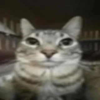 Sticker 🐶 @sozdat_stikery_bot - 2