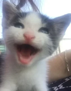 Sticker 🐶 @sozdat_stikery_bot - 11