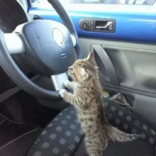 Sticker 🐶 @sozdat_stikery_bot - 3