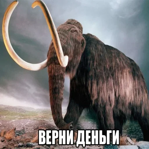 Стикер scammamoti - 1