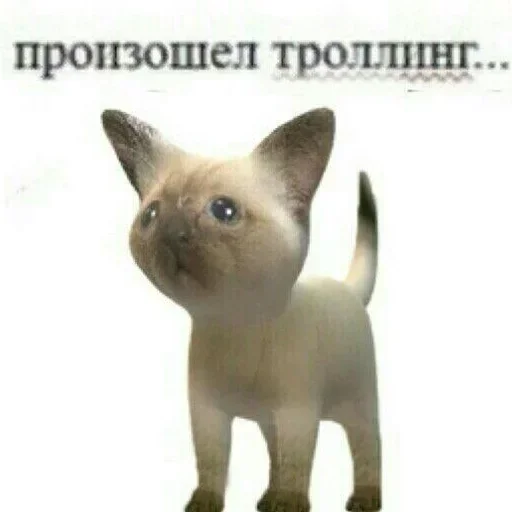 млекопитающее кошка животное