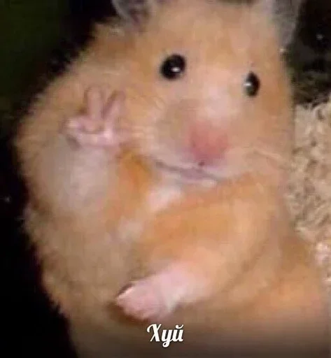 млекопитающее животное хомяк