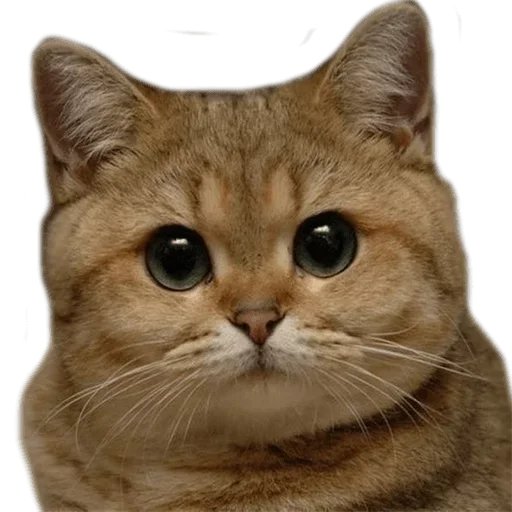 животное млекопитающее кошка