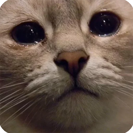 млекопитающее животное кошка