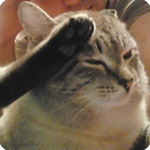 млекопитающее животное кошка