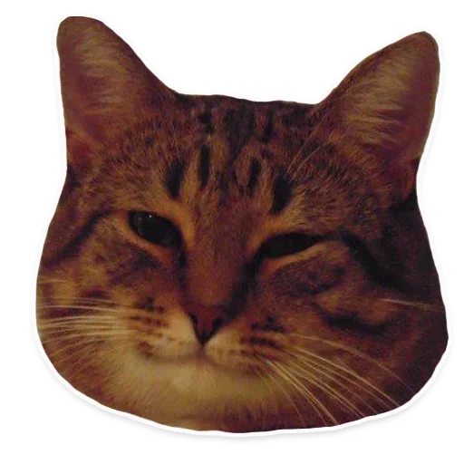 животное млекопитающее кошка