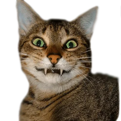 животное млекопитающее кошка