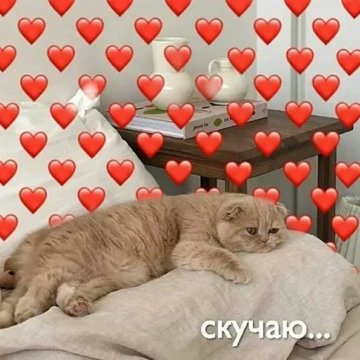 кошачьи комнатный кошки малого и среднего размера