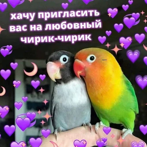 животное попугай птица