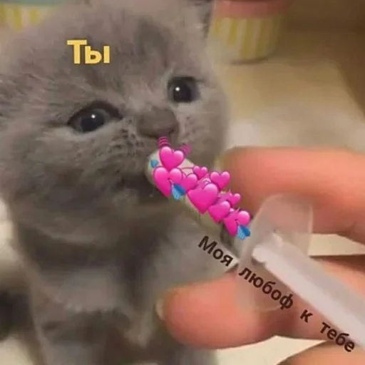 животное комнатный СМС