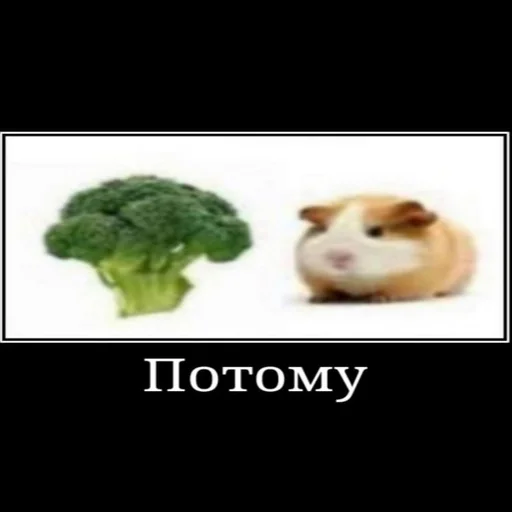 animal text vegetable