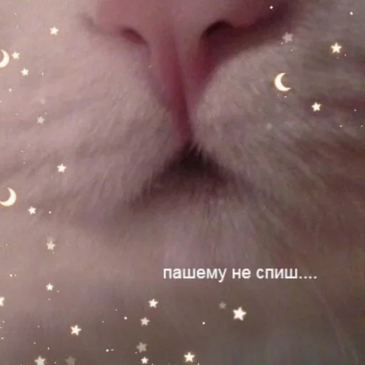 Sticker schbastard - 1