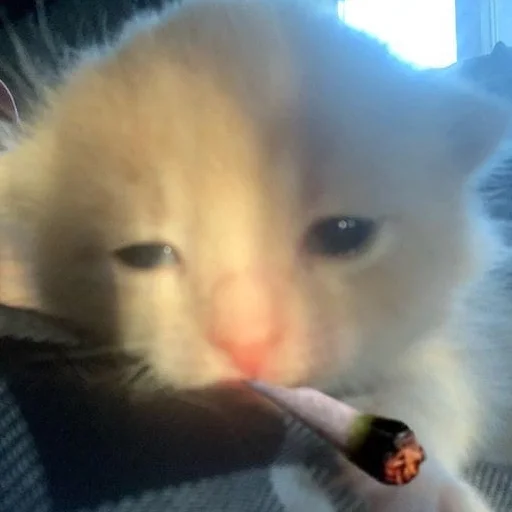 Sticker scorohodys - 1