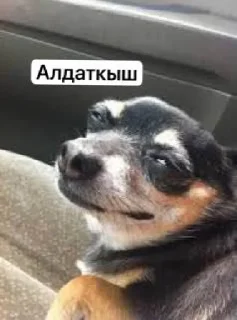 Sticker Ногайлар🆖🤌🏻 @sozdat_stikery_bot - 8