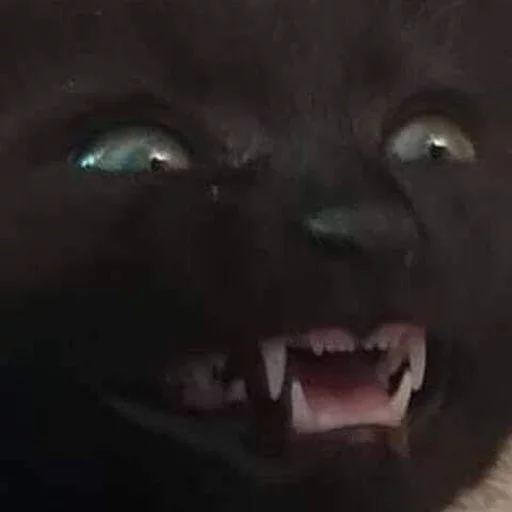 mammal animal small to medium-sized cats