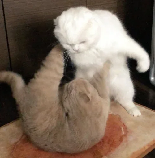 млекопитающее животное кошки малого и среднего размера