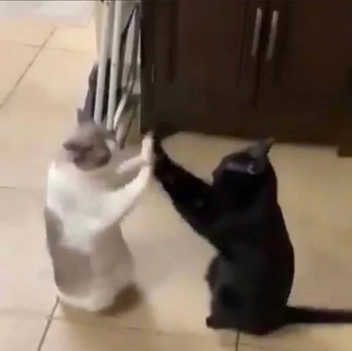 кошки малого и среднего размера комнатный кошачьи