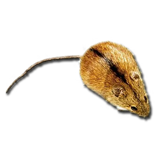 Стикер sdtfmtd - 1