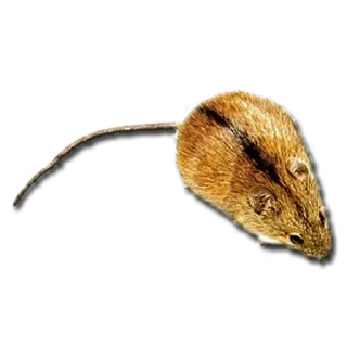 Sticker [SDTFMTD_ club] - 10