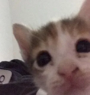 Стикер Animated @sekstick - 1