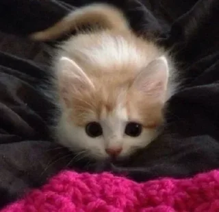 Sticker 💕ВСЕ СТИКИ ТУТ: @sekstick - 4