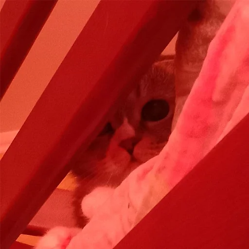 Стикер секта - 11