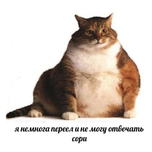 животное млекопитающее кошка