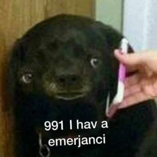 млекопитающее животное чёрный