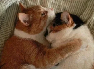 Стикер ˗ˏˋ  ✩ luv  uˎˊ˗˚‧₊*ੈ - 7