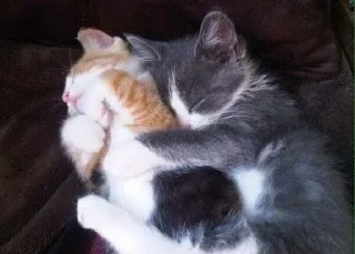 Стикер ˗ˏˋ  ✩ luv  uˎˊ˗˚‧₊*ੈ - 0