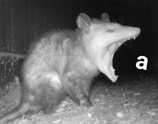 Стикер SenkenDAWG - 5