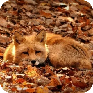 Sticker разделители @popstarkpop_kaede - 7