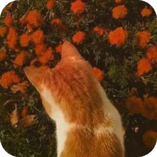 Sticker разделители @popstarkpop_kaede - 8